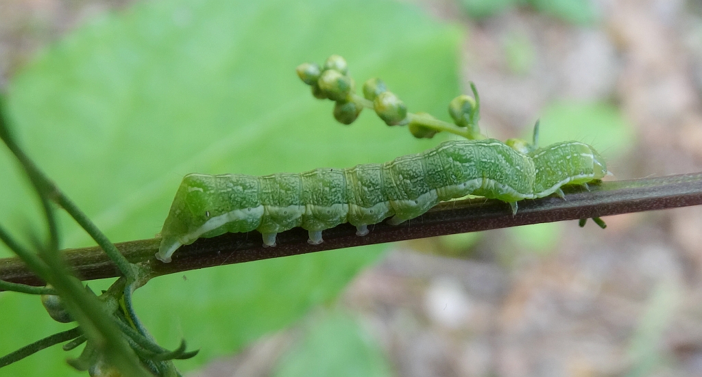 Brzaskówka ogorzałka (Euplexia lucipara)
