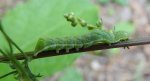 Brzaskówka ogorzałka (Euplexia lucipara)