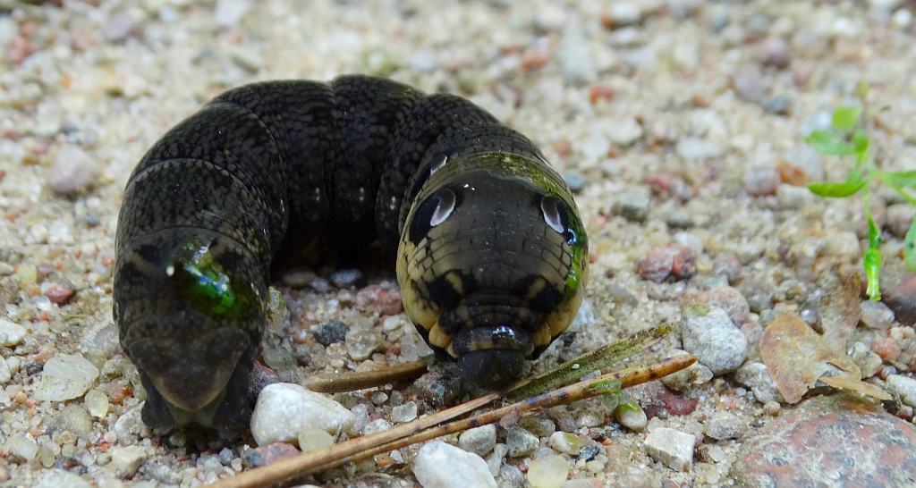 Zmrocznik gładysz (Deilephila elpenor)