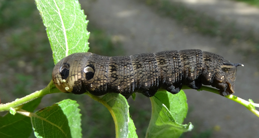 Zmrocznik gładysz (Deilephila elpenor)