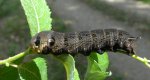 Zmrocznik gładysz (Deilephila elpenor)