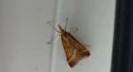 Synaphe punctalis