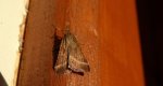 Synaphe punctalis