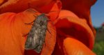 Rolnica zbożówka (Agrotis segetum)