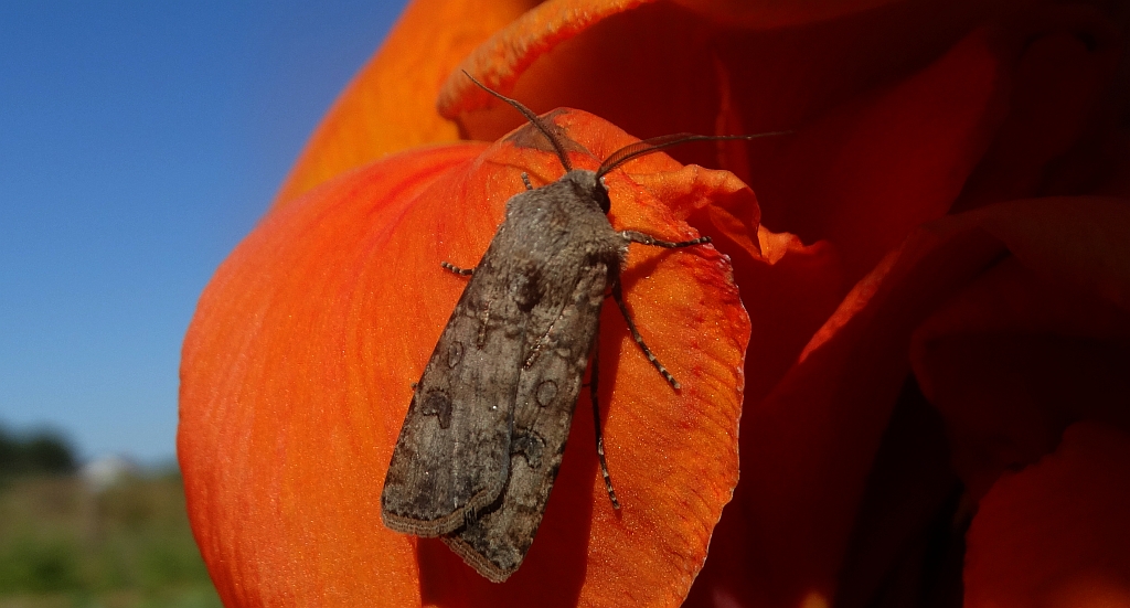 Rolnica zbożówka (Agrotis segetum)