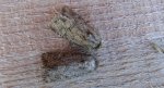Luperina testacea