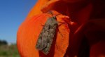 Rolnica zbożówka (Agrotis segetum)