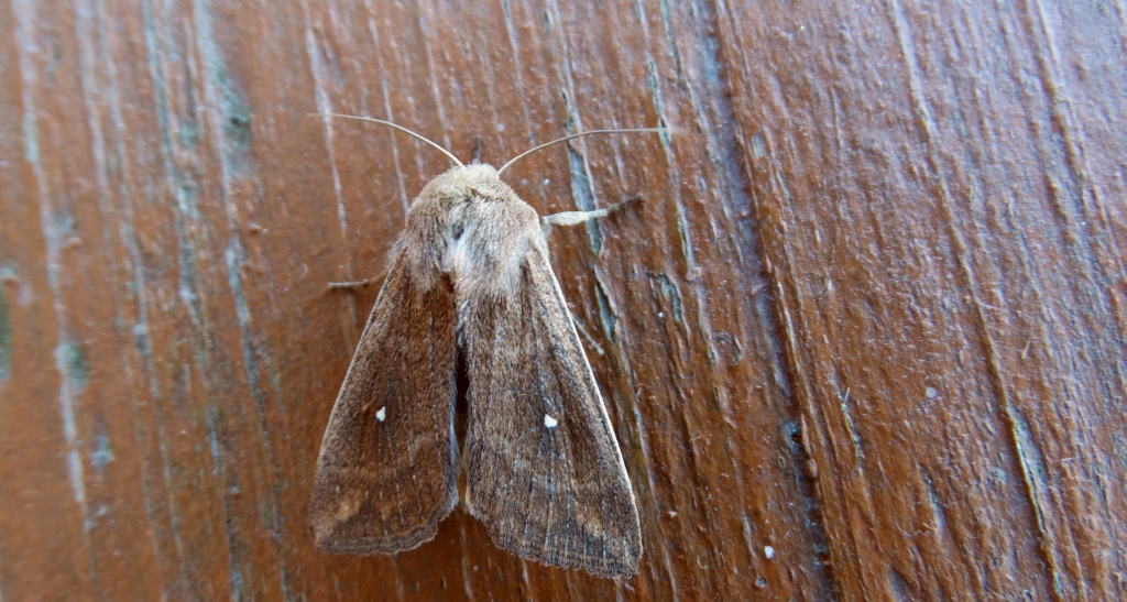 Piętnówka białokropka (Mythimna albipuncta)