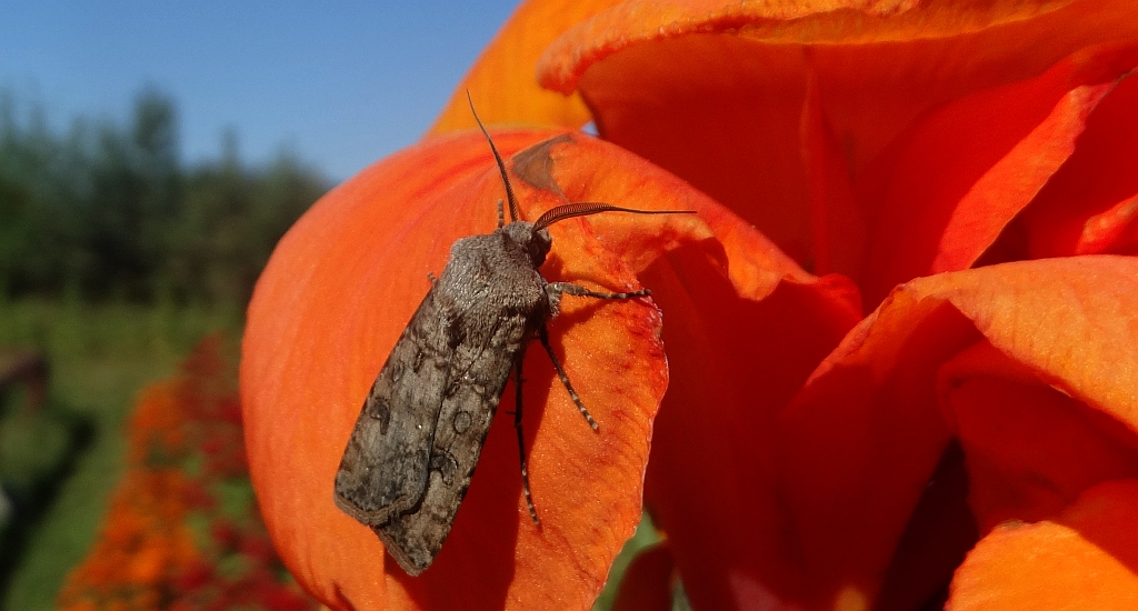 Rolnica zbożówka (Agrotis segetum)
