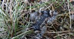 Paśnik dwuzębik (Euphyia biangulata)