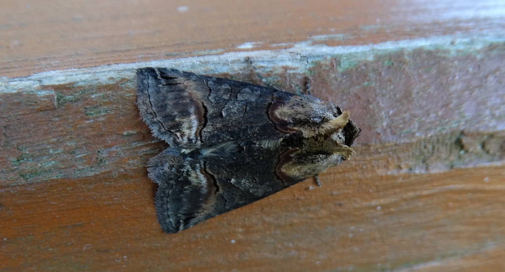 Zgrzeblica trojestka (Abrostola asclepiadis)