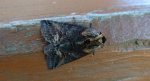 Zgrzeblica trojestka (Abrostola asclepiadis)