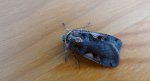 Rolnica panewka (Xestia c-nigrum)