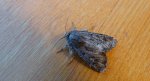 Luperina testacea