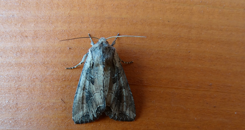Piętnówka zmienna (Lacanobia suasa)