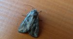 Piętnówka zmienna (Lacanobia suasa)