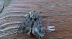 Luperina testacea
