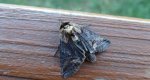 Zgrzeblica trojestka (Abrostola asclepiadis)