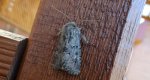 Luperina testacea