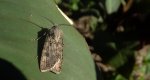 Rolnica zbożówka (Agrotis segetum)