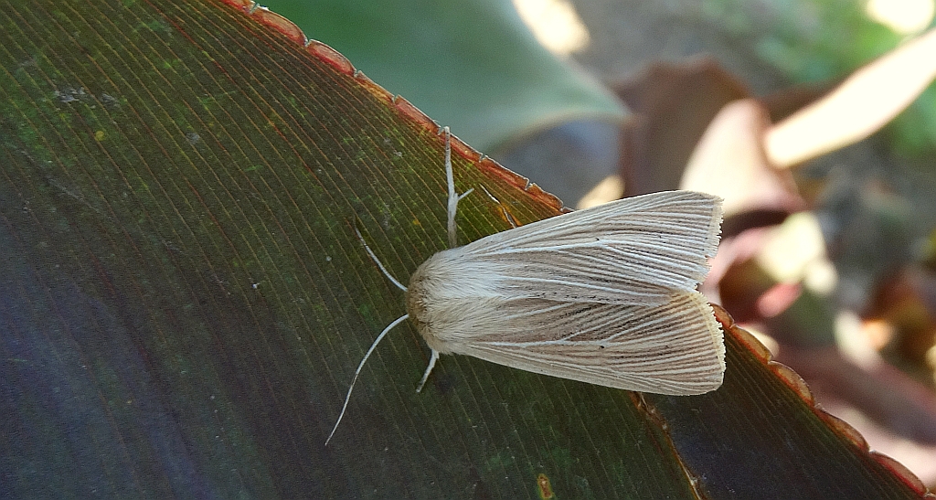 Mokradlica (Mythimna pallens)