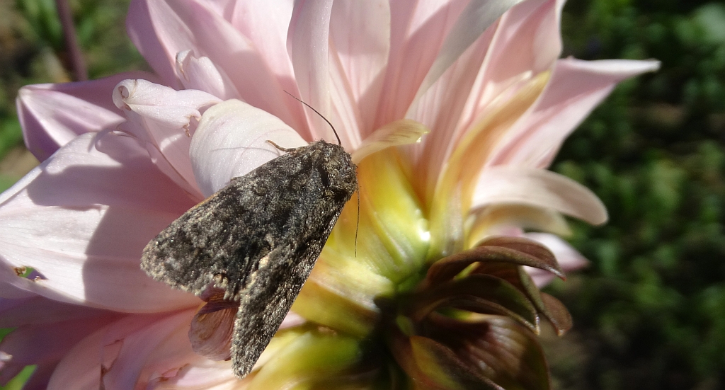 Wieczernica topolówka (Subacronicta megacephala)