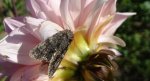 Wieczernica topolówka (Subacronicta megacephala)