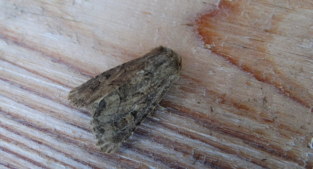 Luperina testacea