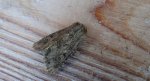 Luperina testacea
