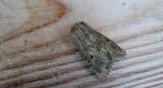 Luperina testacea