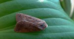 Źrenicówka rudawka (Agrochola circellaris)