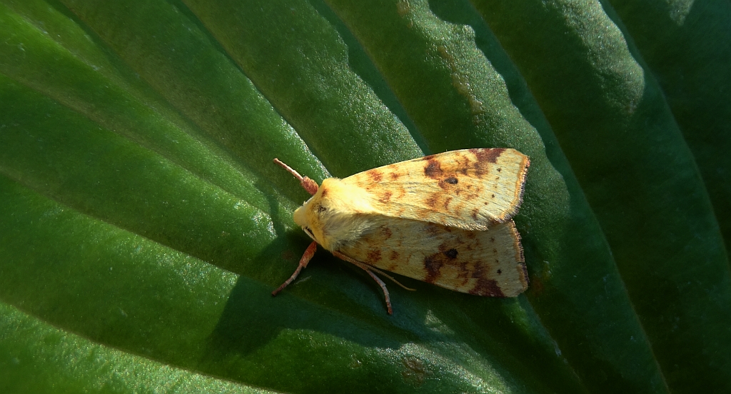 Morka wierzbówka (Xanthia icteritia)