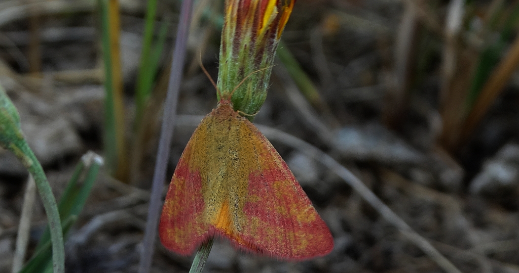 Sudamek szczawiak (Lythria cruentaria)