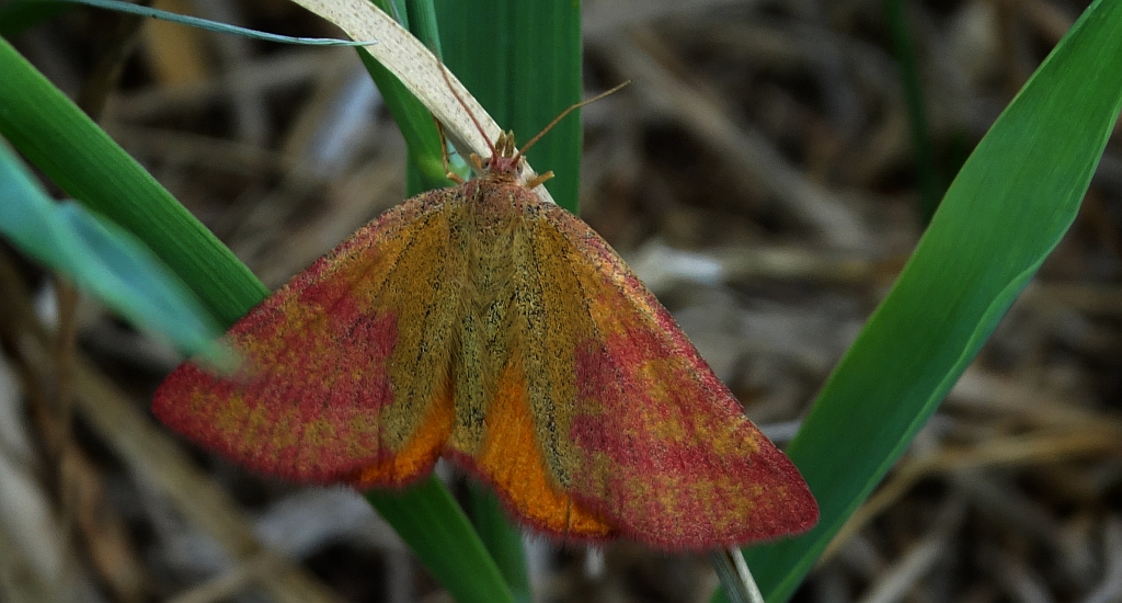 Sudamek szczawiak (Lythria cruentaria)