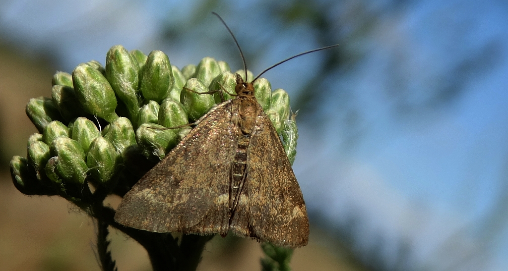 Pyrausta despicata