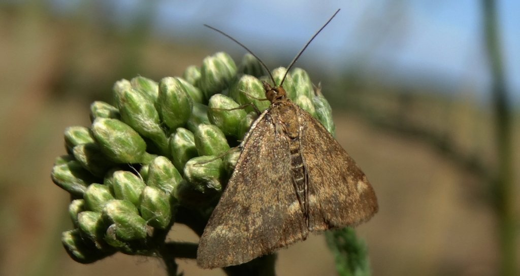 Pyrausta despicata