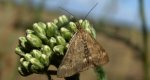 Pyrausta despicata