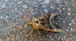 Krokiewka lękwica (Phlogophora meticulosa)