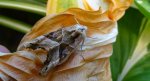 Krokiewka lękwica (Phlogophora meticulosa)