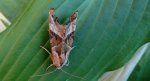 Krokiewka lękwica (Phlogophora meticulosa)