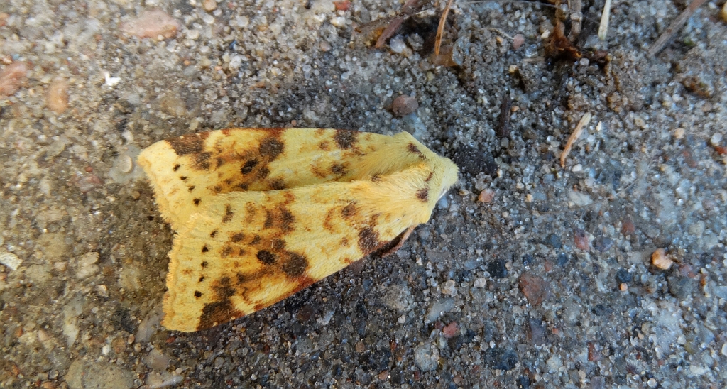 Morka wierzbówka (Xanthia icteritia)