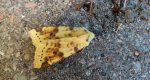 Morka wierzbówka (Xanthia icteritia)