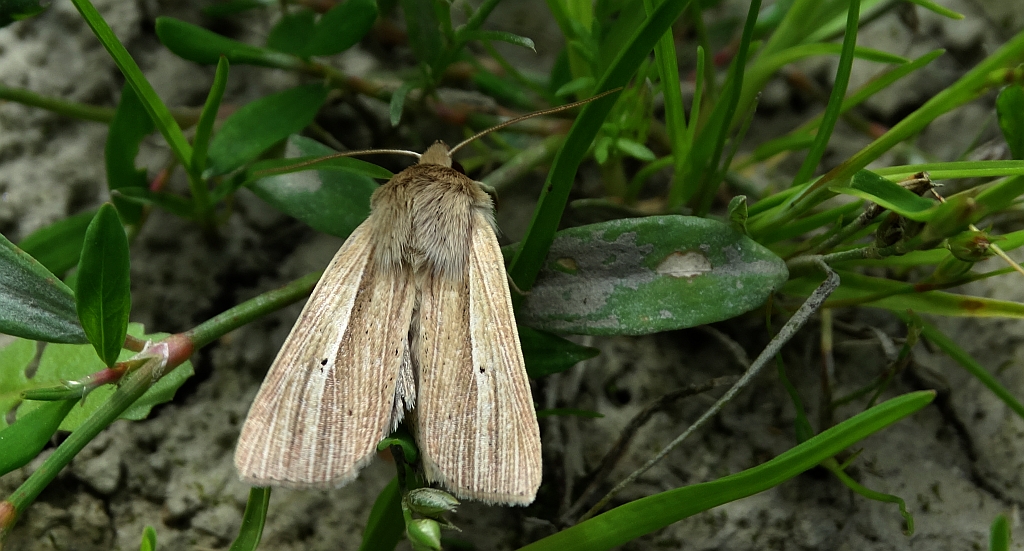 Mokradlica (Mythimna pallens)
