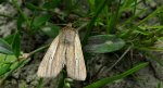 Mokradlica (Mythimna pallens)