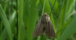 Mokradlica (Mythimna pallens)