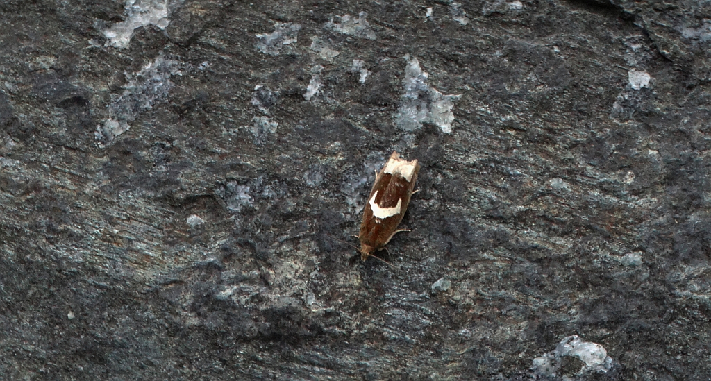 Epiblema foenella