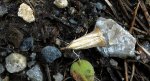 Catoptria lythargyrella lub Agriphila straminella