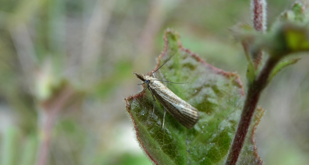 Catoptria lythargyrella lub Agriphila straminella