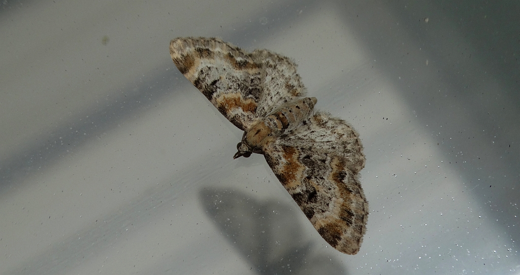 Eupithecia pulchellata