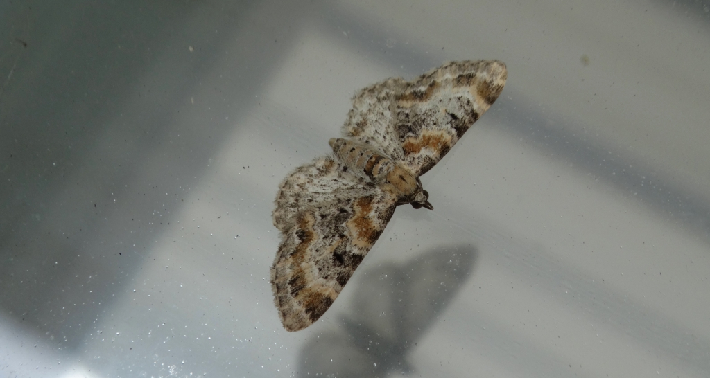 Eupithecia pulchellata